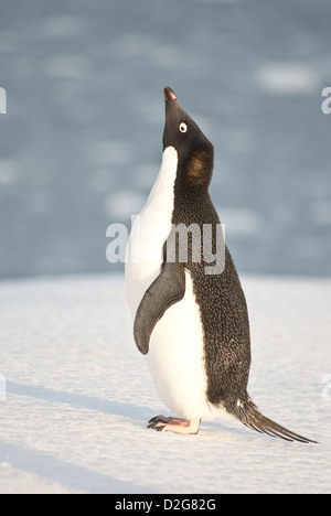 Adelie penguin crier sur la plage en hiver. Banque D'Images