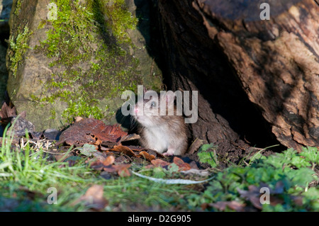 Un rat brun se profile à partir d'un trou de rat sous une souche d'arbre Banque D'Images