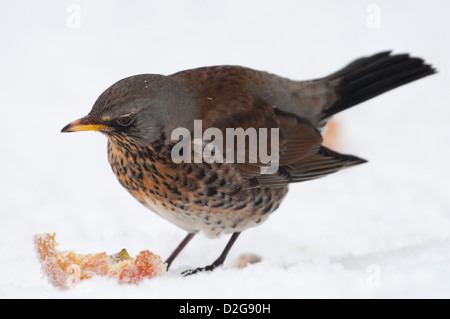 Un f (Turdus Fieldfare) se nourrit d'Apple dans la neige tombée dans le Sussex garden Banque D'Images