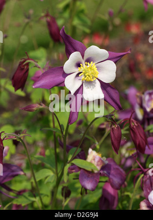 Bleue du Colorado, Columbine Aquilegia caerulea 'Lavande' wan, Ranunculaceae. Cultivar de jardin d'origine. Banque D'Images