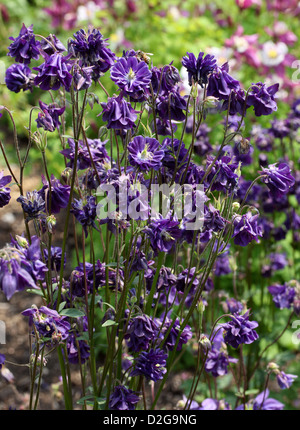 Columbine européen commun, l'ancolie, Granny's dernier verre, Granny's Bonnet, Aquilegia vulgaris, Ranunculaceae. L'Europe. Banque D'Images