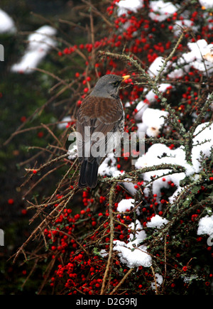 F, Fieldfare, Turdus Turdidae. C'est une grive d'hiver de la UK à partir de la Scandinavie. Se nourrir de Cotoneaster. Banque D'Images