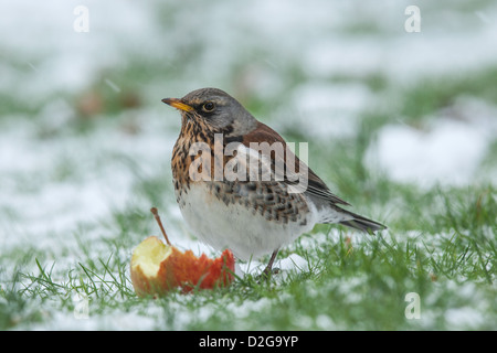 F) Fieldfare (Turdus avec Apple dans la neige, Cambridgeshire, Angleterre Banque D'Images