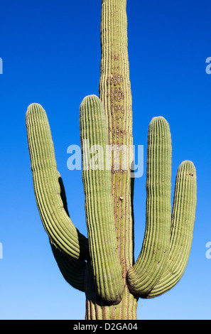 Cactus géant saguaro dans N.P. , Arizona, USA Banque D'Images
