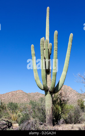 Cactus géant saguaro dans N.P. , Arizona, USA Banque D'Images