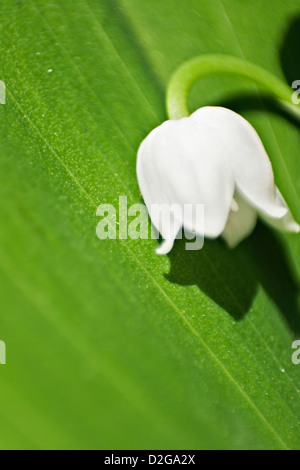 Le muguet (Convallaria majalis) Banque D'Images