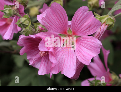 Mallow, Lavatera olbia 'Rosea', Malvaceae. Banque D'Images