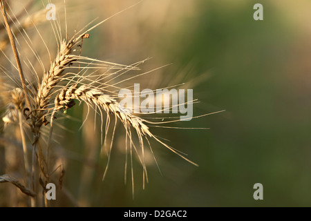 L'orge (Hordeum vulgare) Banque D'Images