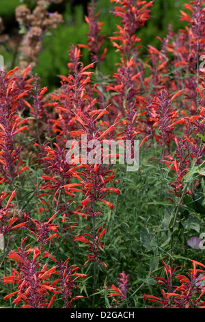 Threadleaf Giant, hysope Agastache rupestris, Lamiaceae. Aka La Réglisse menthe, Coucher du soleil, de l'hysope hysope géante Thread-Leaf. Banque D'Images