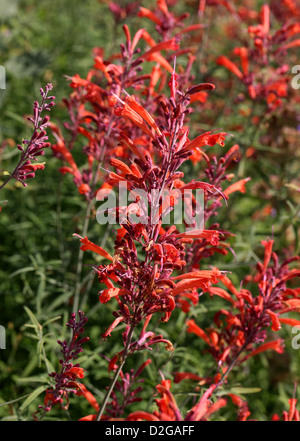 Threadleaf Giant, hysope Agastache rupestris, Lamiaceae. Aka La Réglisse menthe, Coucher du soleil, de l'hysope hysope géante Thread-Leaf. Banque D'Images