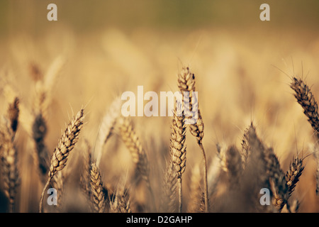 Blé (Triticum) Banque D'Images