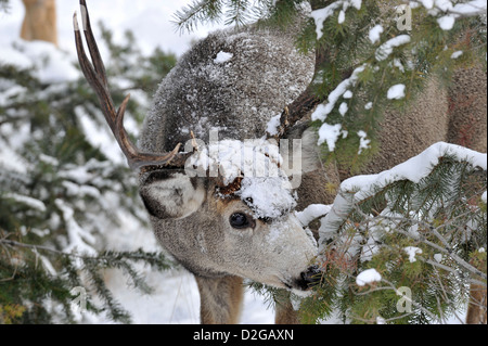 Une mule deer buck peeking autour de quelques branches de sapins Banque D'Images