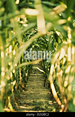 Le maïs, le maïs (Zea mays) tunnel Banque D'Images