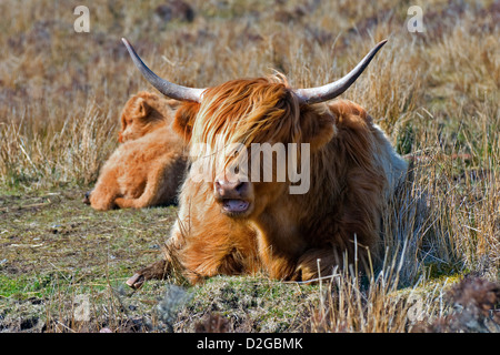 Vache Highland assis dans la zone de mâcher de la CUD, pris près de laide en Ecosse Banque D'Images