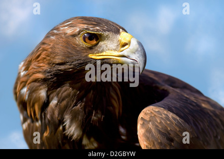 Gros plan de Golden Eagle prises en Écosse près de Loch Lomond Banque D'Images