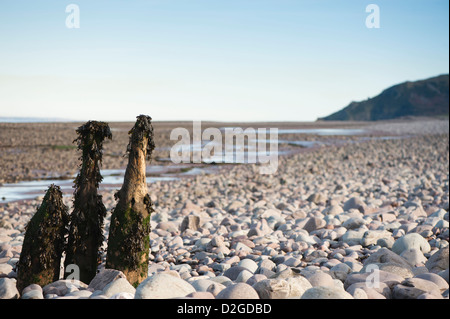 Brise-lames en bois érodé épi ou sur la plage de Porlock Weir, Somerset, England, United Kingdom Banque D'Images