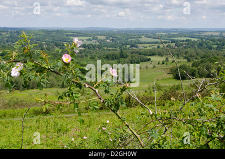 Vue sur collines, forêts et weald, près de la forêt d'Ashdown Wych Cross, East Sussex, Angleterre. Wild Rose en premier plan Banque D'Images