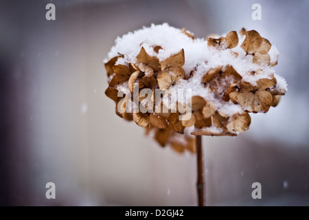 L'Hydrangea dans la neige, Westerville, Ohio. Banque D'Images