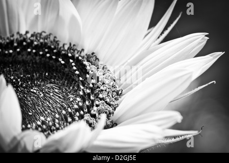 Tournesol, Westerville, Ohio. Banque D'Images