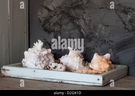 Des coquillages sur plateau en bois haut table contre mur noir grunge Banque D'Images