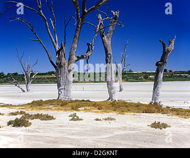 Gomme rouge arbres tués par la hausse de la salinité dans les terres agricoles irriguées Murray Riverland district, Australie du Sud Banque D'Images
