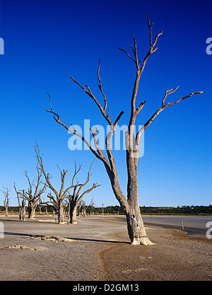 Gomme rouge arbres tués par la hausse de la salinité dans les terres agricoles irriguées près de Waikerie, Murray Riverland district, Australie du Sud Banque D'Images