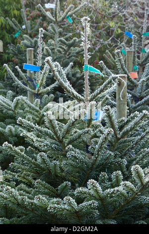 Du givre sur les arbres de Noël de conifères en attente de vente au garden centre