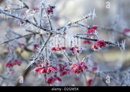 Close-up of Wild hawthorn arbrisseau couvert de givre et baies rouges Banque D'Images