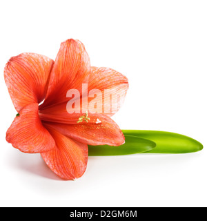 Close-up of red unique amaryllis fleur et feuilles sur fond blanc chemin de détourage inclus Banque D'Images