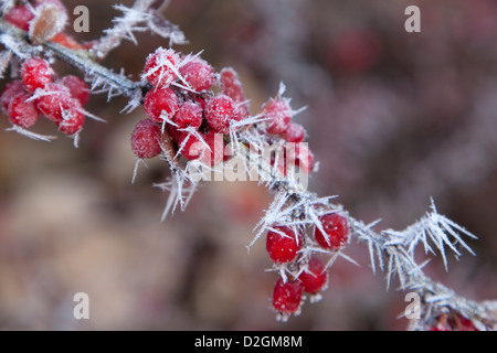 Close-up of Wild hawthorn arbrisseau couvert de givre et baies rouges Banque D'Images