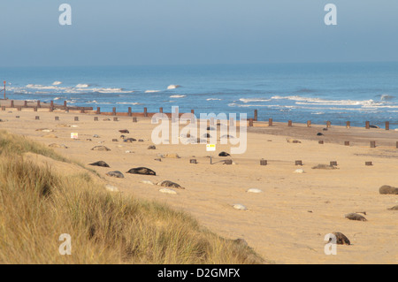 [Du Phoque gris Halichoerus grypus]. colonie de phoques sur la plage. Décembre. Le Norfolk. Horsey et Winterton dunes Banque D'Images