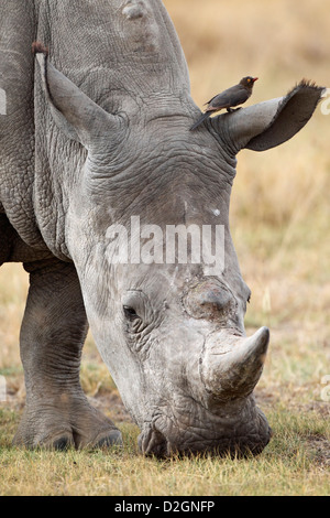 Le rhinocéros blanc le pâturage, le lac Nakuru Nationalpark, au Kenya. Banque D'Images