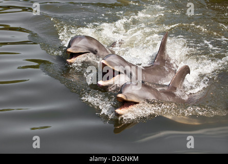 Trois dauphins flottent dans l'eau ... Banque D'Images