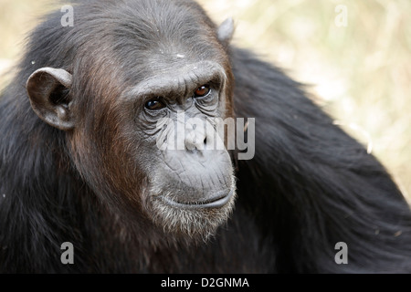 Le portrait d'un chimpanzé, Pan troglodytes à Sweetwaters chimpanzee sanctuary, Kenya Banque D'Images