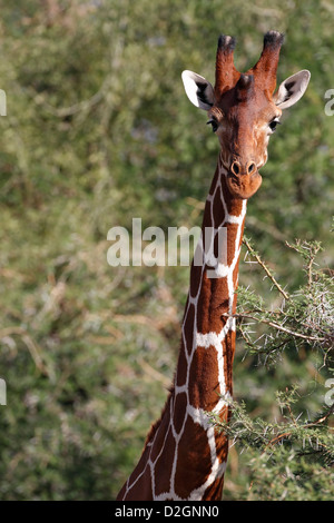 Giraffe réticulée, la réserve nationale de Samburu, Kenya. Banque D'Images