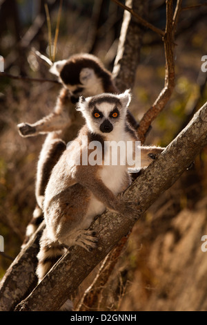 Madagascar, Ambalavao, réserve d'Anja, Ringtailed lémuriens, Lemur catta sitting in tree Banque D'Images