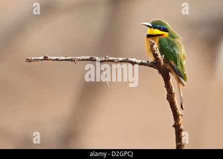 Little Bee-eater assis sur une branche, la réserve nationale de Samburu, Kenya. Banque D'Images