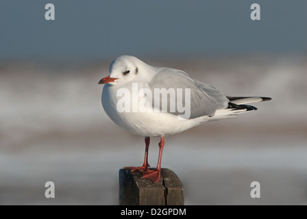 Mouette perchée sur poster en hiver Banque D'Images