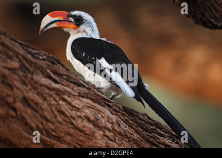 Von der Decken's Hornbill (Tockus deckeni) mâle adulte, Samburu, Kenya Banque D'Images