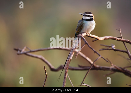 Guêpier à gorge blanche Merops albicollis hunitng les insectes de la perche à l'Afrique de l'Est Kenya Samburu NR Banque D'Images