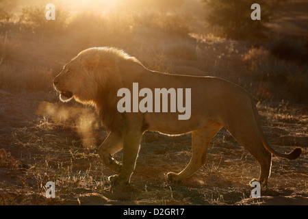 Mâle dominant lion Kalahari, Loewe lion Panthera leo, Afrique du Sud, Botsuana, Kgalagadi Transfrontier Park, dans la rivière, Banque D'Images
