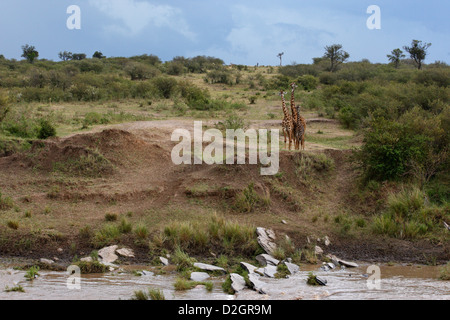 Les Girafes dans le Masai Mara, Kenya paysage. Les Girafes se tenant à la rivière Talek. Banque D'Images