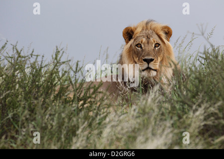 Mâle dominant lion Kalahari, Loewe lion Panthera leo, Afrique du Sud, Botsuana, Kgalagadi Transfrontier Park Banque D'Images