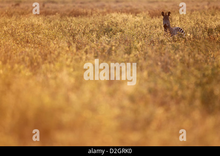 Zebra debout dans l'herbe haute, le parc national de South Luangwa, en Zambie. Banque D'Images