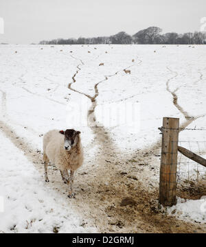 23 janvier 2013. Domaine de moutons aux prises avec la neige en hiver. Des North Downs, Biggin Hill, Kent, Angleterre, Royaume-Uni. Banque D'Images
