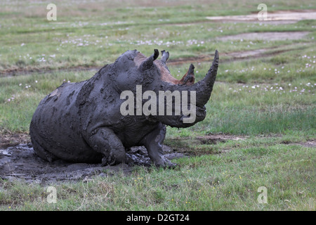 Le bain de boue le rhinocéros blanc, le lac Nakuru Nationalpark, Kenya. la boue, la boue, l'argile Banque D'Images