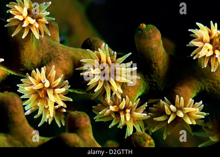 Coral Sun Polyp Tubastraea micrantha, Loloata, Port Moresby, le Centre de la Provence, la Papouasie-Nouvelle-Guinée, Mer de Corail, l'Océan Pacifique Banque D'Images