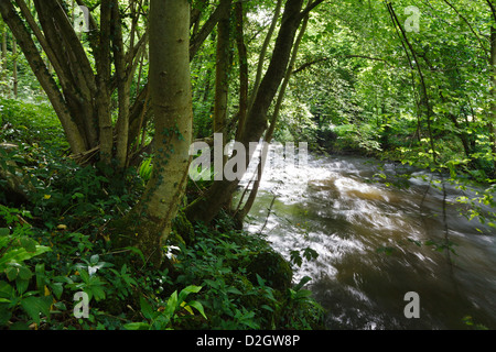 La rivière 12 à côté du bois, Bronygarth Pentre, Shropshire, Angleterre Banque D'Images