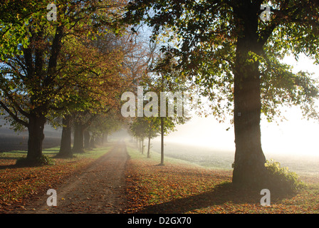 Avenue bordée d'arbres dans le Jura Souabe dans le rétroéclairage, Baumallee auf der Schwäbischen Alb im Gegenlicht Banque D'Images