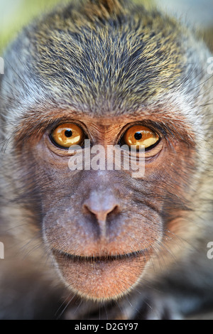 Portrait de curieux singe avec yeux lumineux à huis clos. Manger du crabe ou le macaque macaque à longue queue Banque D'Images